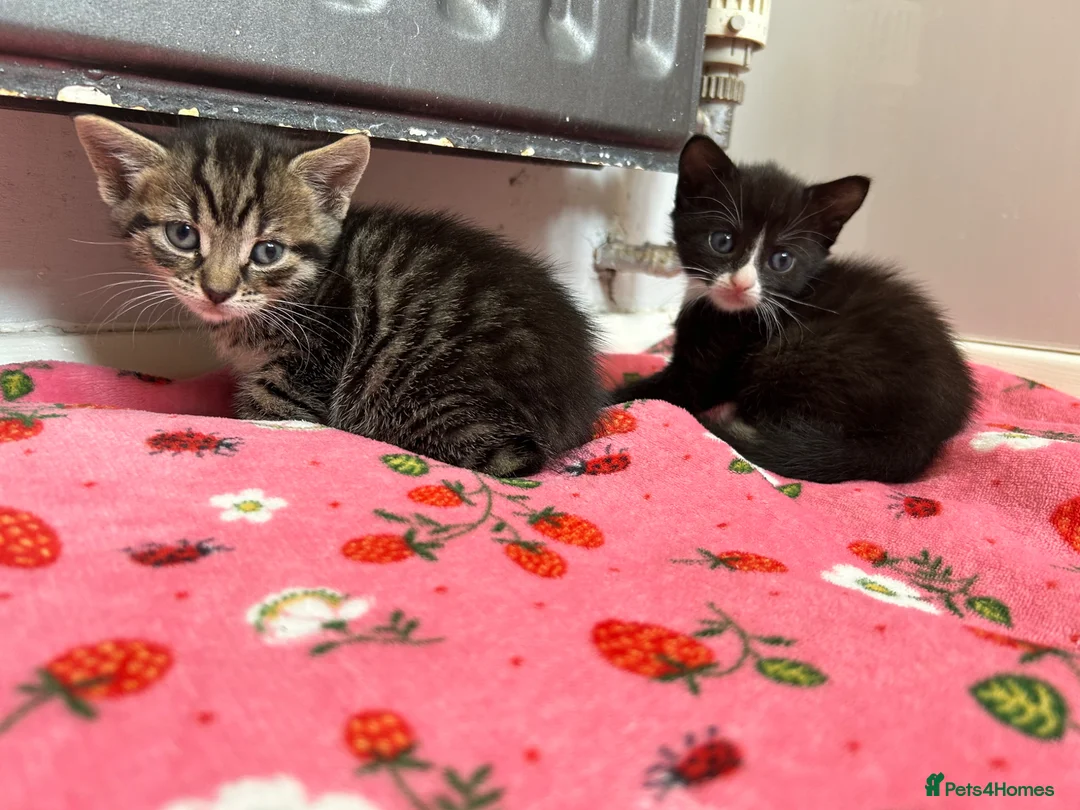 Mixed Breed cats for sale: Last two left in Stevenage - Advert 1