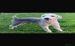 Bedlington Terrier dogs for sale: Bedlington terrier  - Image 3