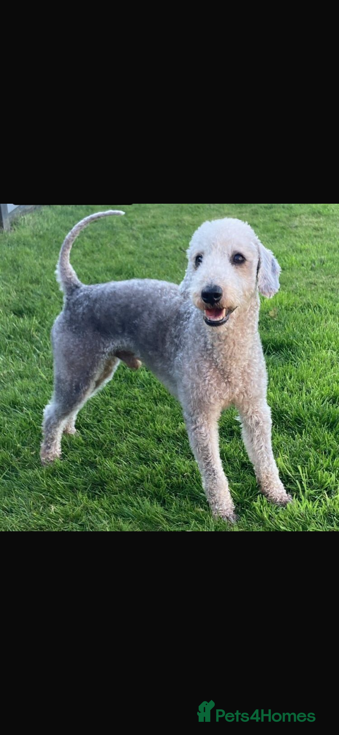 Bedlington Terrier dogs for sale: Bedlington terrier  - Image 3