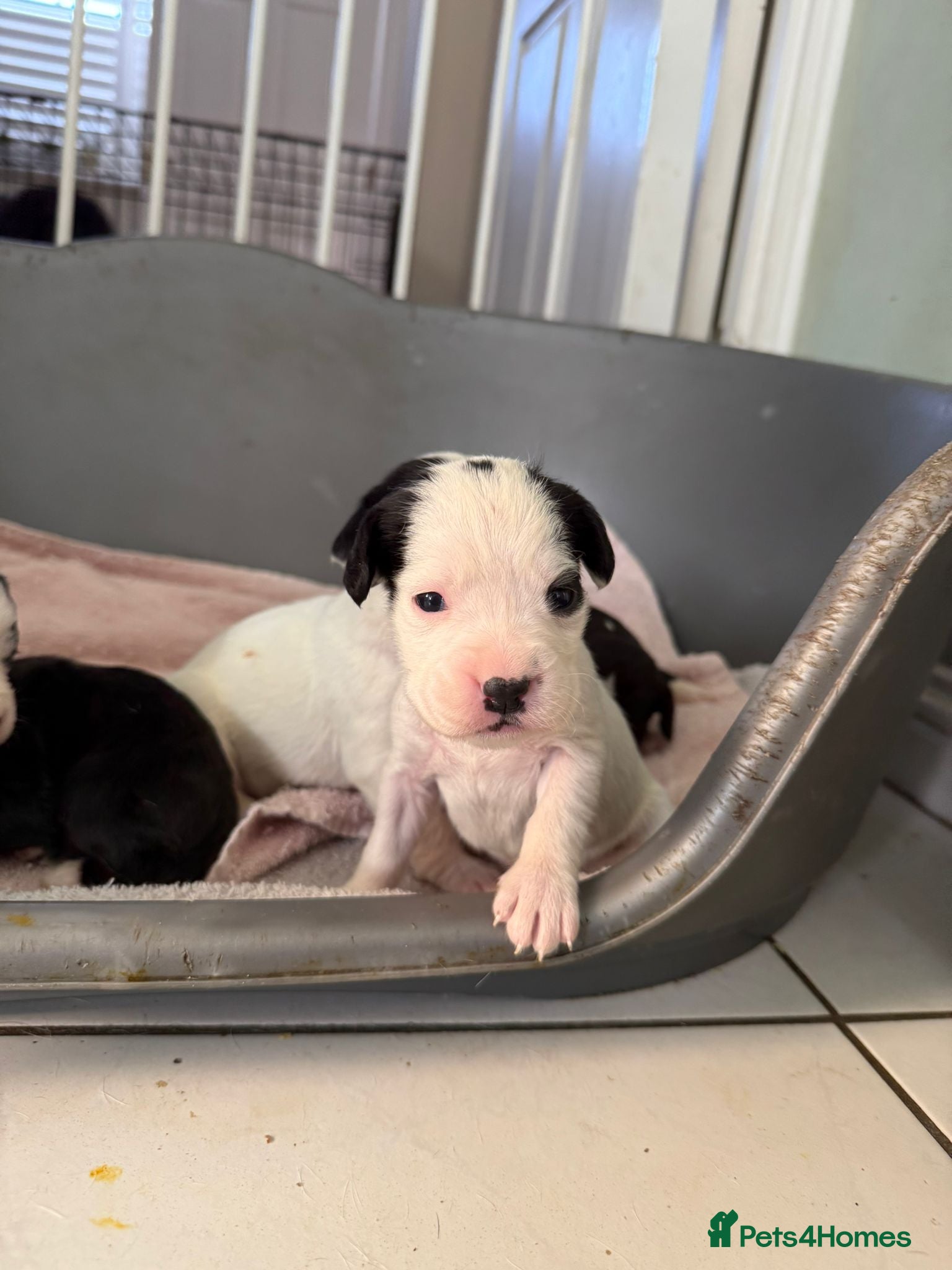 Mixed Breed dogs Adorable Boxer x Cocker Spaniel puppies 🐶 - Advert 2