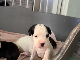 Mixed Breed dogs Adorable Boxer x Cocker Spaniel puppies 🐶 - Advert 2