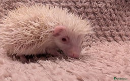 Pygmy Hedgehog rodents for sale: Little baby albino hedgehog Ruby red eyes.  - Image 7