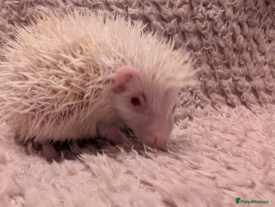 Pygmy Hedgehog rodents for sale: Little baby albino hedgehog Ruby red eyes.  - Image 7