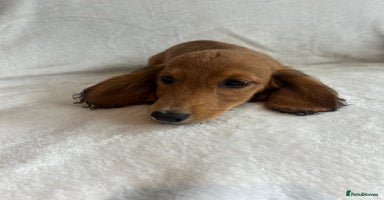 Miniature Dachshund dogs - Advert 9