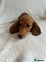Miniature Dachshund dogs - Advert 9