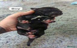 Cane Corso dogs for sale: Purebred champion bloodline cane corso puppies - Image 4