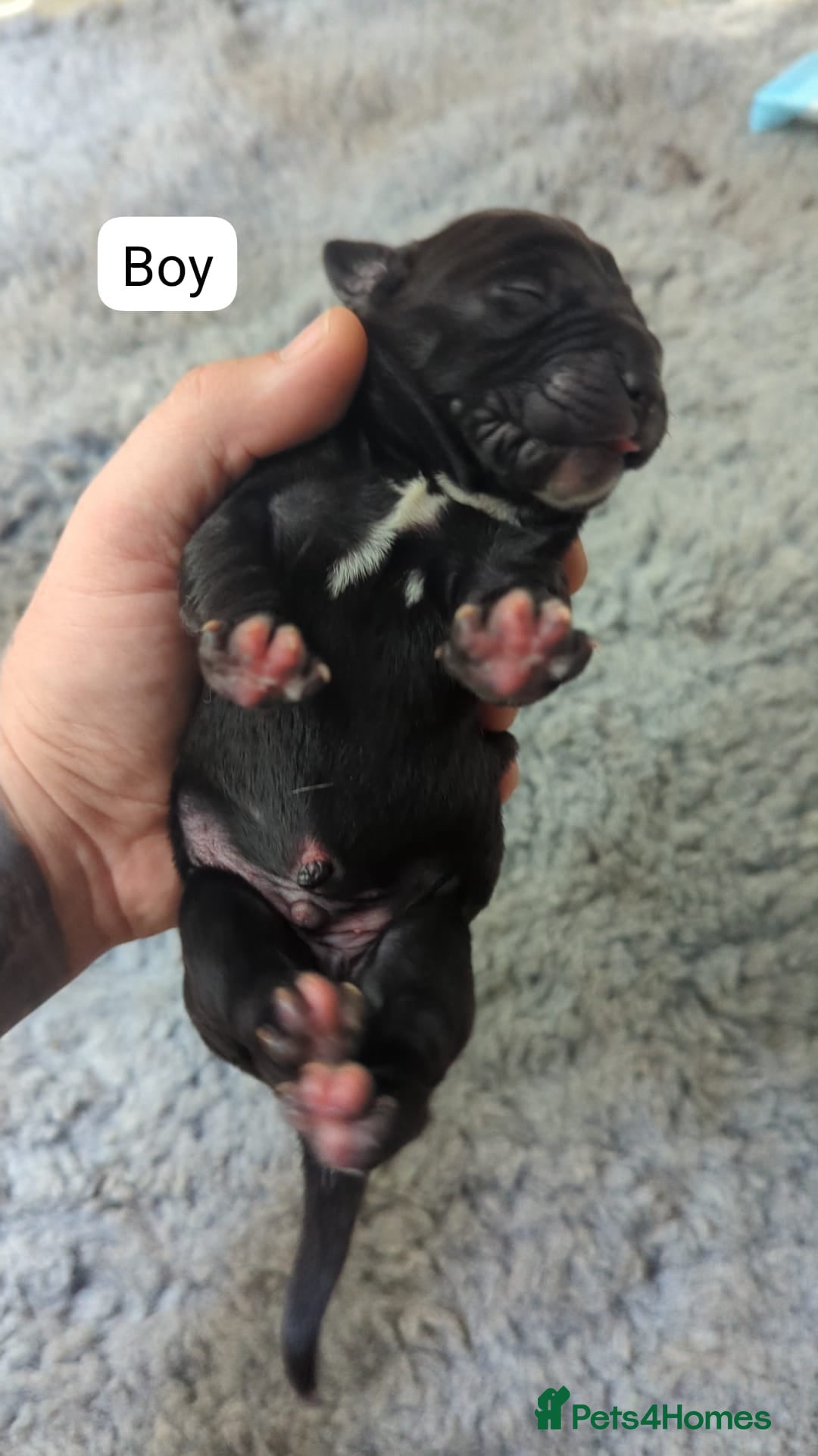 Cane Corso dogs for sale: Purebred champion bloodline cane corso puppies - Image 4