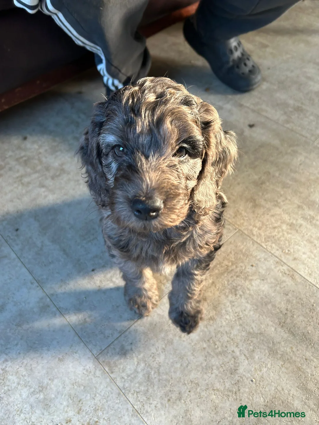 Cockapoo dogs for sale: Cockerpoo / cockapoo - Advert 14