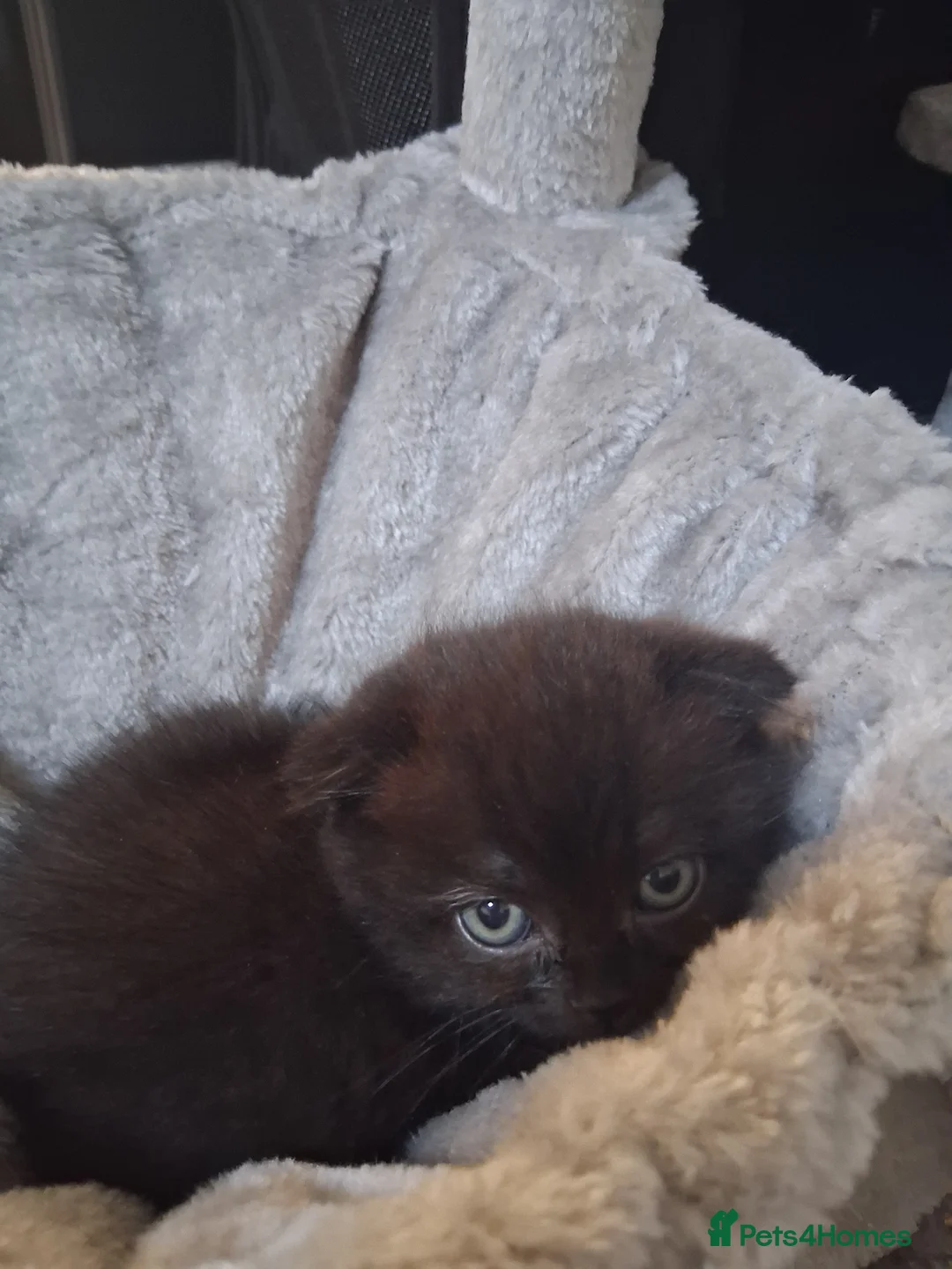 Scottish Fold cats for sale: Scottish fold kittens  - Advert 3