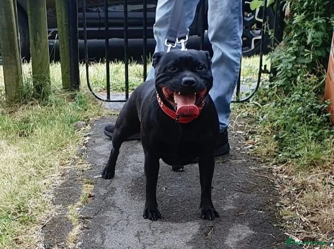 Staffordshire Bull Terrier dogs for sale: Staffordshire Bull Terrier KC Champion Lined - Advert 1