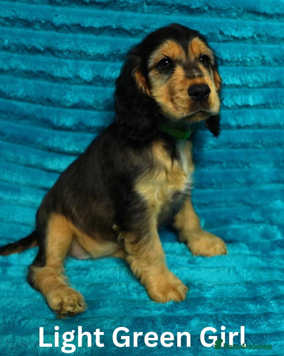 Cocker Spaniel dogs Quality, Show Type, Cocker Spaniel Puppies - Advert 1