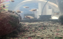 Cichlids fish for sale: Ciclids  in Newport - Image 3