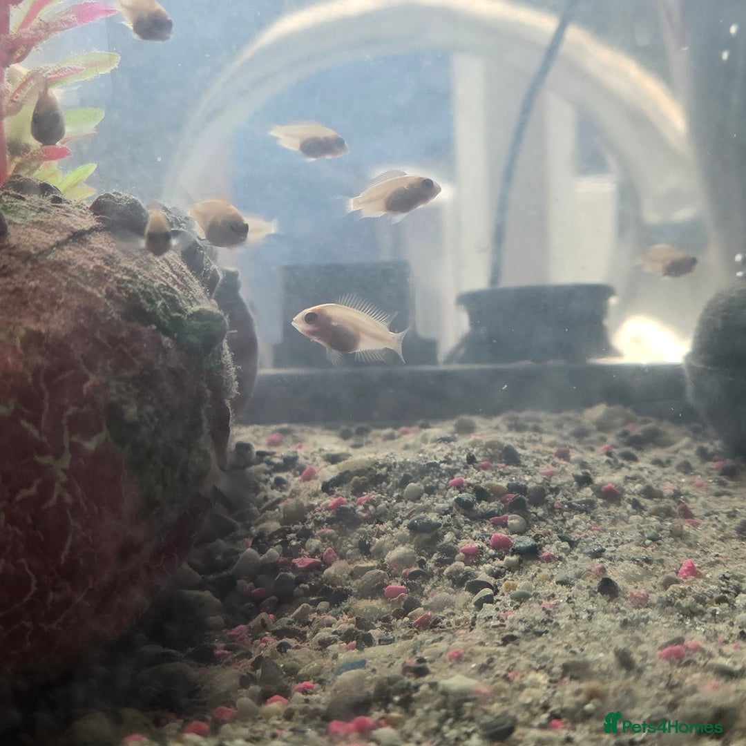 Cichlids fish for sale: Ciclids  in Newport - Image 3