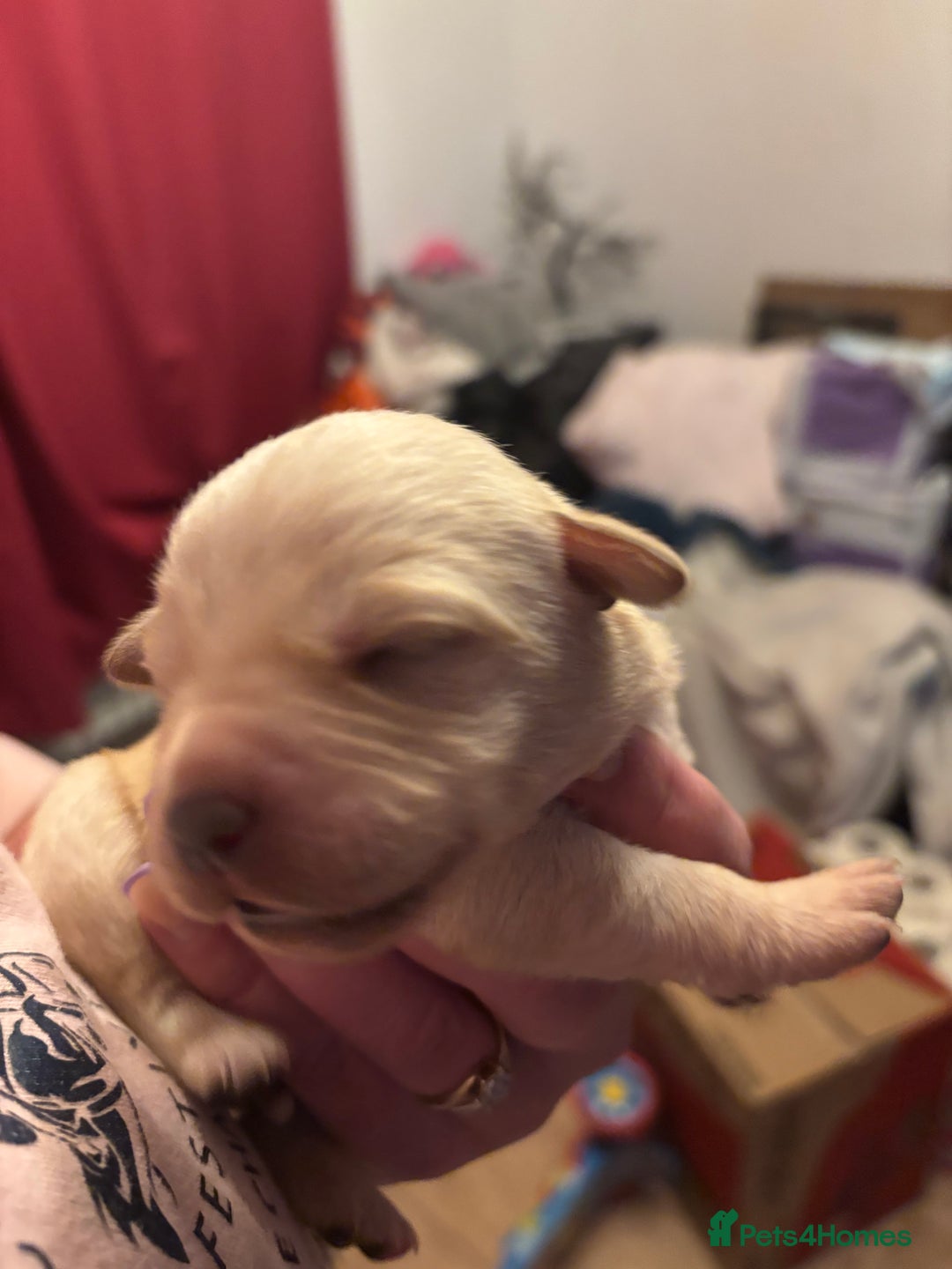 Goldador dogs for sale: Goldador puppies - Image 13