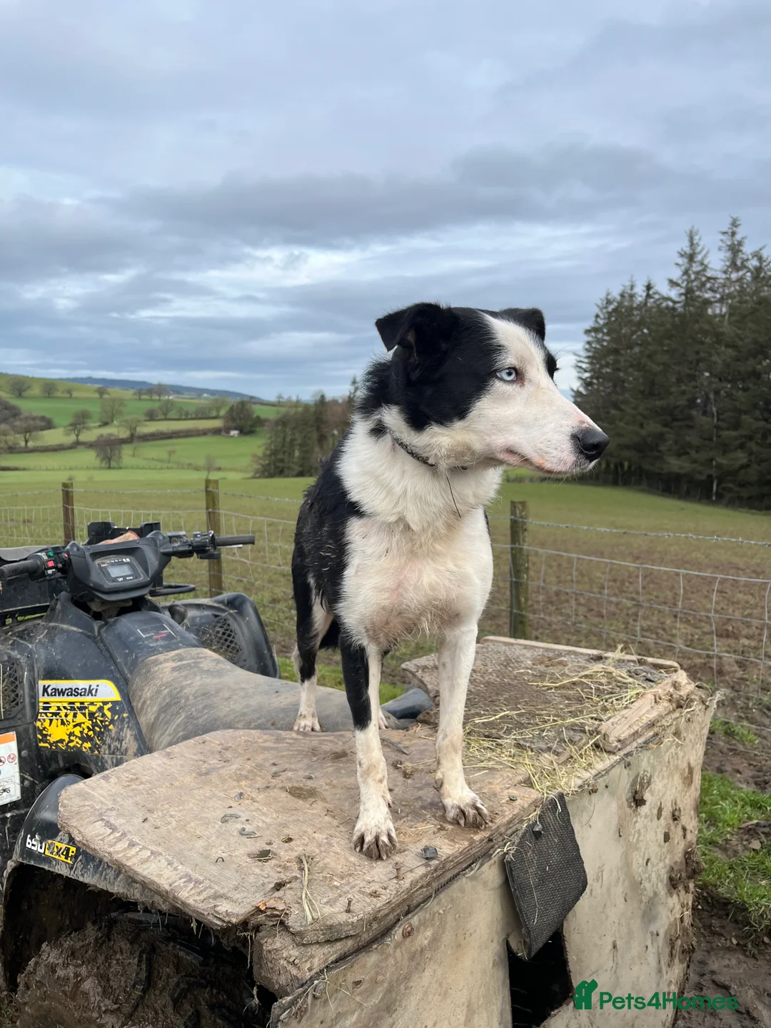 Border Collie dogs for sale: 12 weeks old lovely girl ready to go - Advert 2