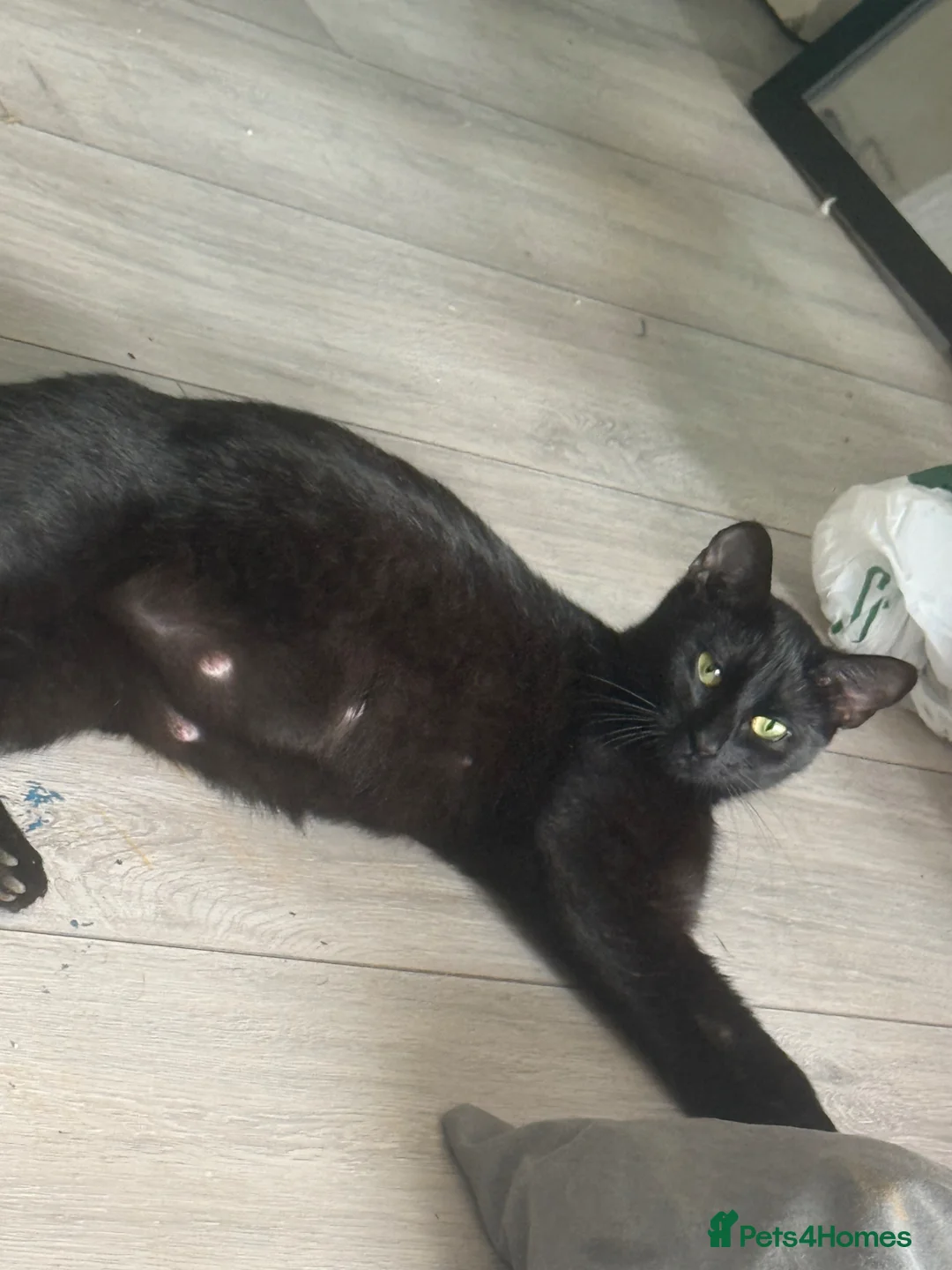 British Shorthair cats for sale:     2 Adorable Male Domestic Shorthair Kittens. - Advert 6