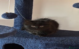 Mixed Breed cats for sale: Long Hair Female Kitten - Image 4