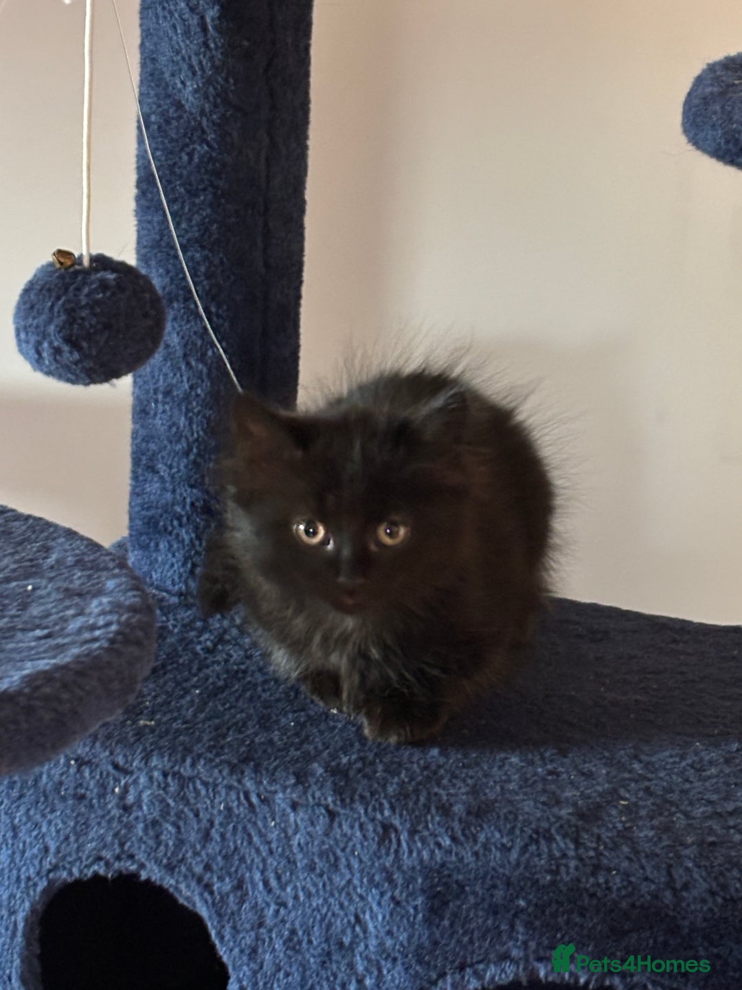 Mixed Breed cats for sale: Long Hair Female Kitten - Image 4