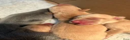 Labrador Retriever dogs for sale: Labrador puppies - Advert 11