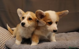Welsh Corgi Pembroke dogs for sale: Stunning 33 Generation KC Pembroke Corgi Pups - Image 2