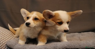 Welsh Corgi Pembroke dogs - Advert 3