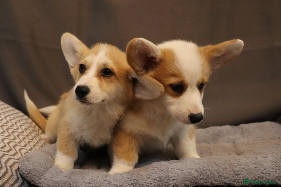 Welsh Corgi Pembroke dogs for sale: Stunning 33 Generation KC Pembroke Corgi Pups - Image 2