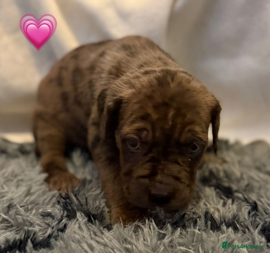 Cane Corso dogs for sale: Cane Corso puppies - Image 7