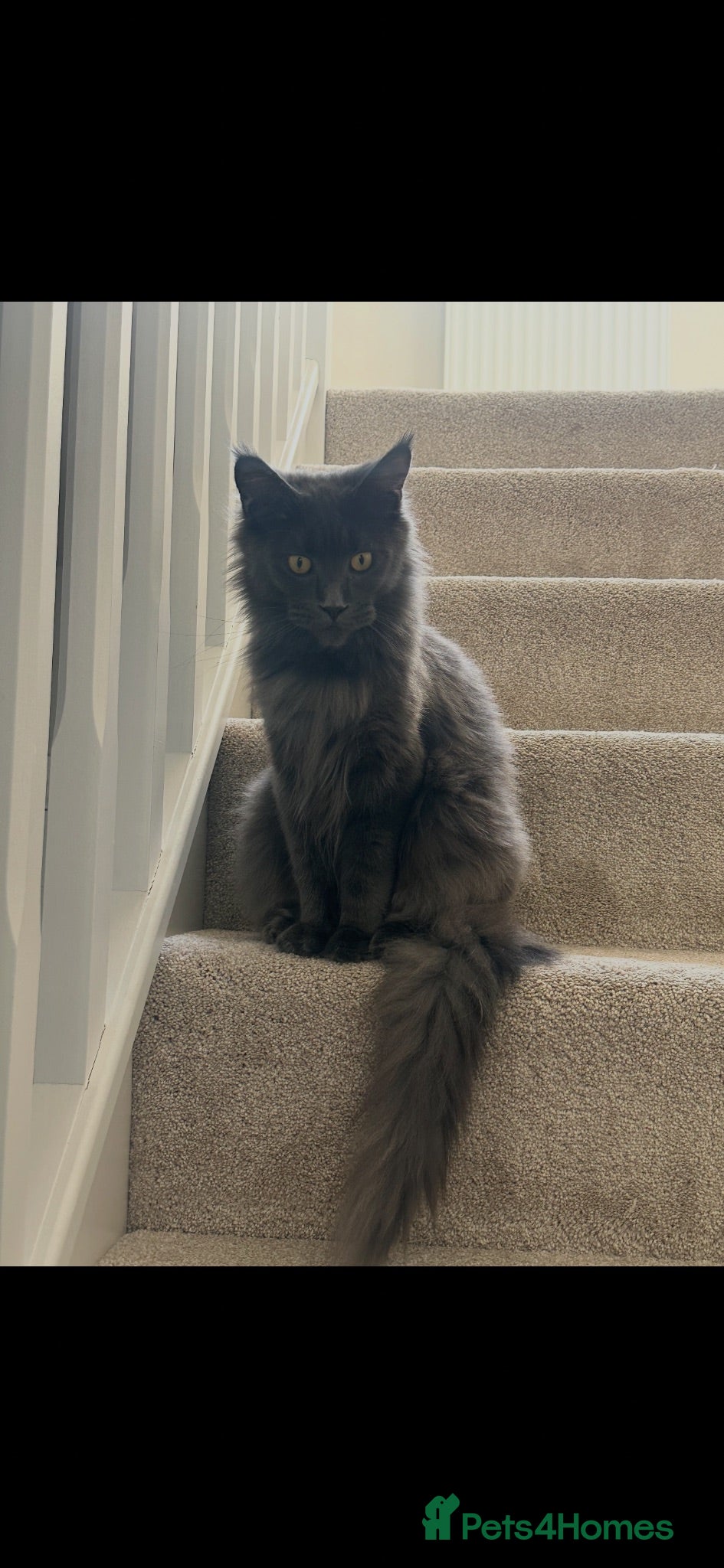 Maine Coon cats Russian GCCF SMOKE Mainecoon’s  - Advert 6