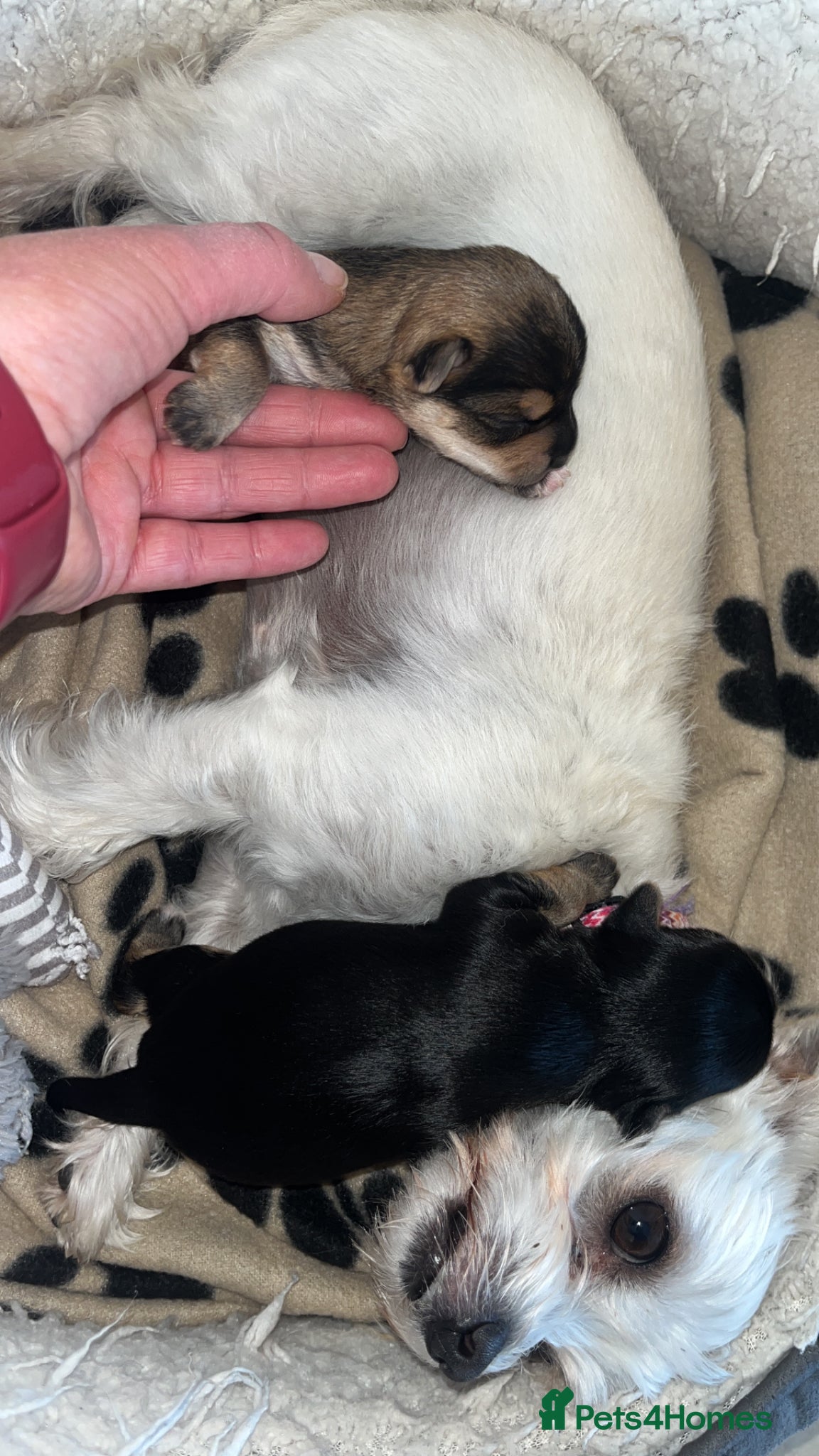 Mixed Breed dogs for sale: 2 female Yorkie pups ready for their forever home  - Advert 4