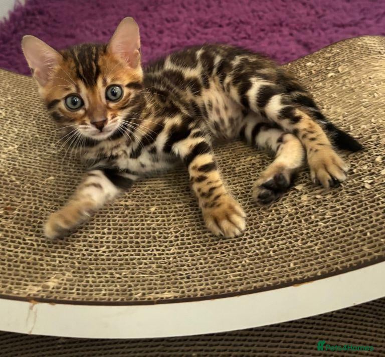 Bengal cats Beautiful Purebred Bengal Kittens  - Advert 5