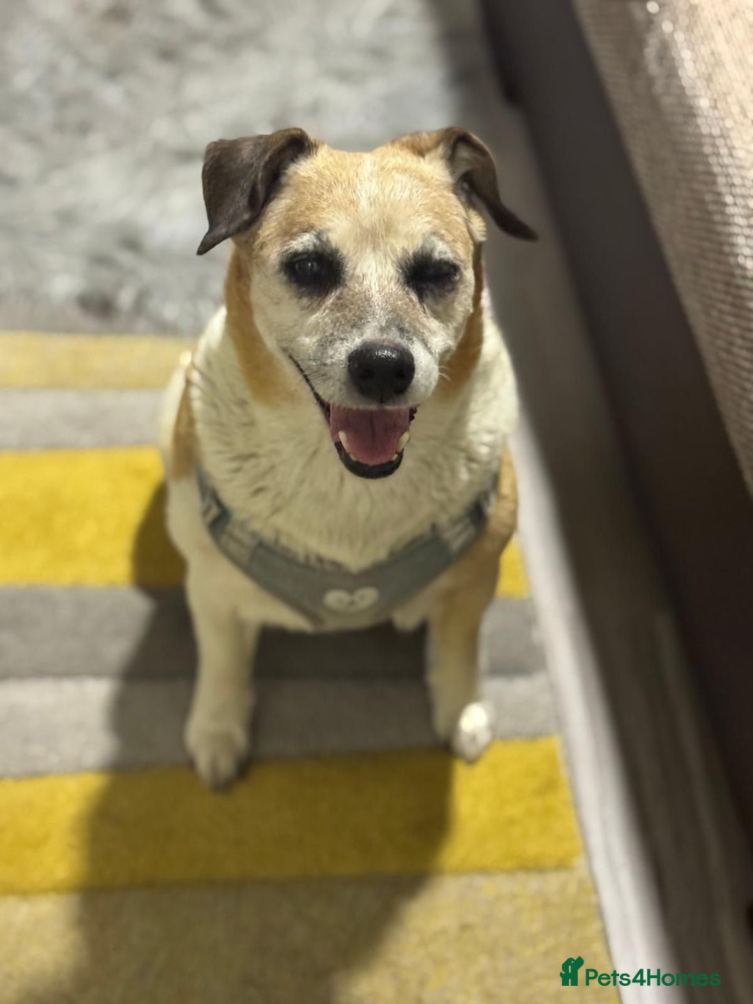 Mixed Breed dogs for adoption: Sweetheart Folti needs her home - Advert 4