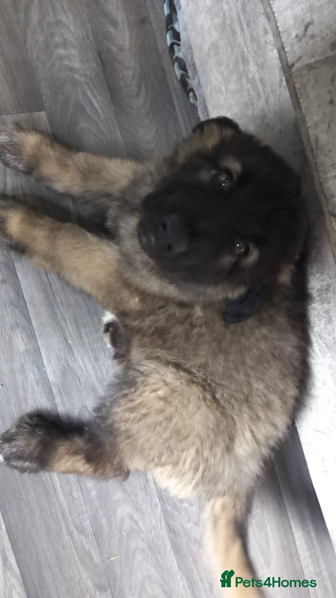 Mixed Breed dogs *1 LEFT* BIG CAUCASIAN MALINOIS  - Advert 1