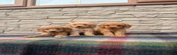 Cockapoo dogs for sale: F1 Cockapoos (council licensed breeder  - Advert 15