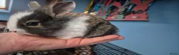 Lionhead rabbits for sale: Lionhead cross babies - Advert 3