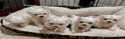 Maltese dogs for sale: Maltese Puppies - Advert 32
