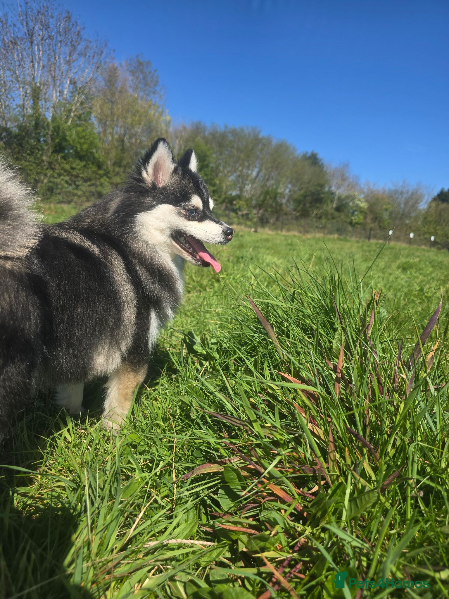Pomsky dogs Pomsky Puppys For Sale - Advert 13