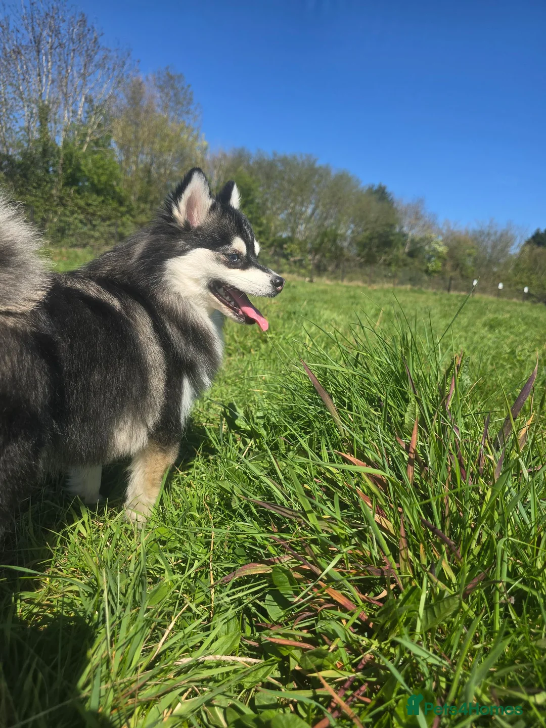 Pomsky dogs for sale: Pomsky Puppys For Sale - Advert 1
