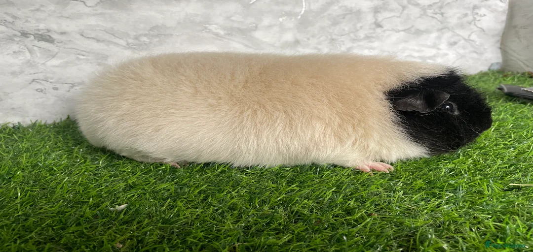 Gallery Image {{count}}