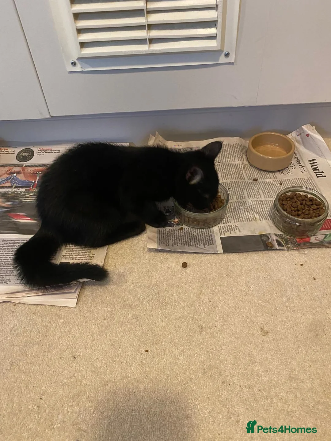 Mixed Breed cats for sale: One lovely kitten - Advert 7