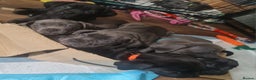Cane Corso dogs for sale: 2 beautiful cane corso puppies  - Advert 8