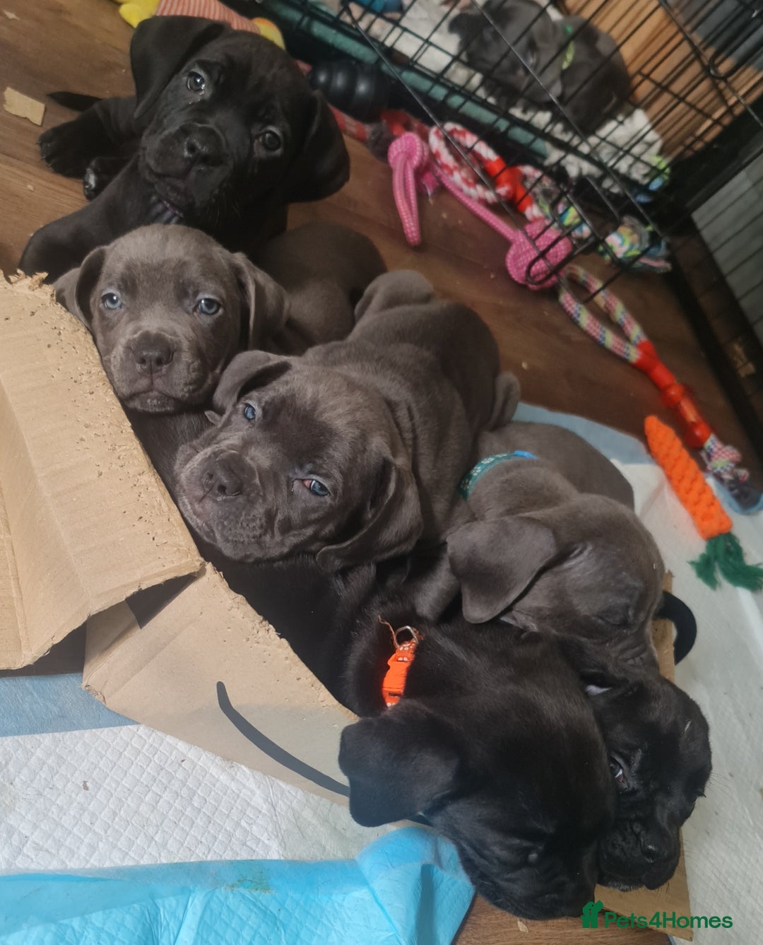 Cane Corso dogs for sale: 2 beautiful cane corso puppies  - Advert 8