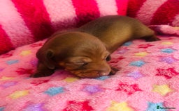 Miniature Dachshund dogs for sale: Stunning minature dachshund puppies - Image 11