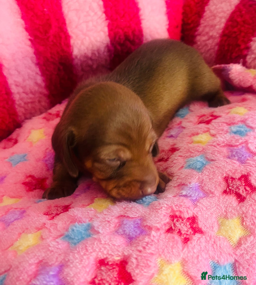 Miniature Dachshund dogs for sale: Stunning minature dachshund puppies - Image 11