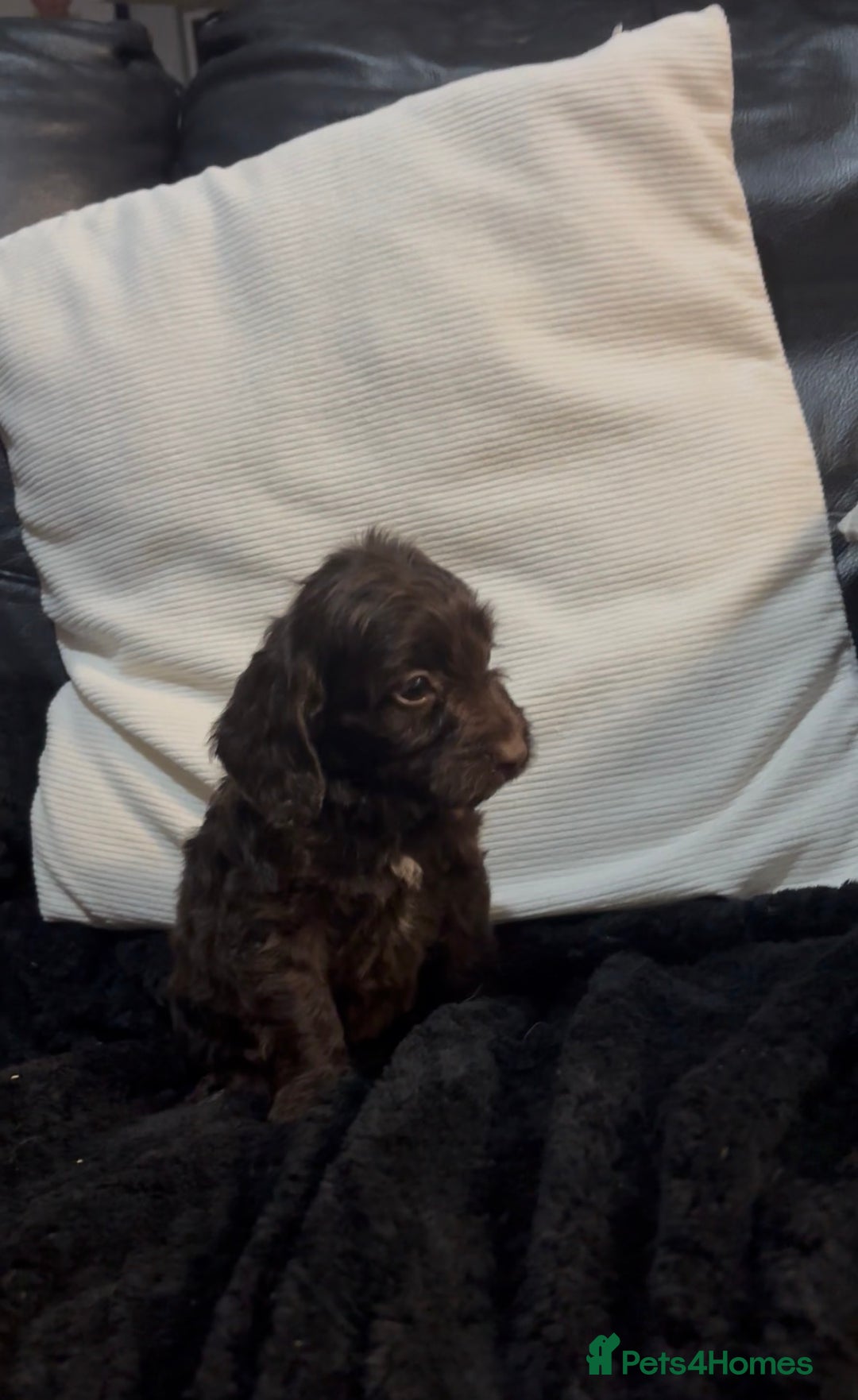 Cockapoo dogs for sale: Adorable F1B Cockapoos❤️💙 🐾 - Advert 6