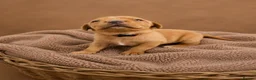 Labrador Retriever dogs for sale: Red/ Dark yellow Labrador retriever Puppies  - Advert 8