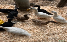 Ducks poultry for sale: 🦆 9 Ducks for Sale – 6 Females, 3 Males - Image 1