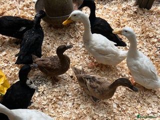 Ducks poultry - Advert 38