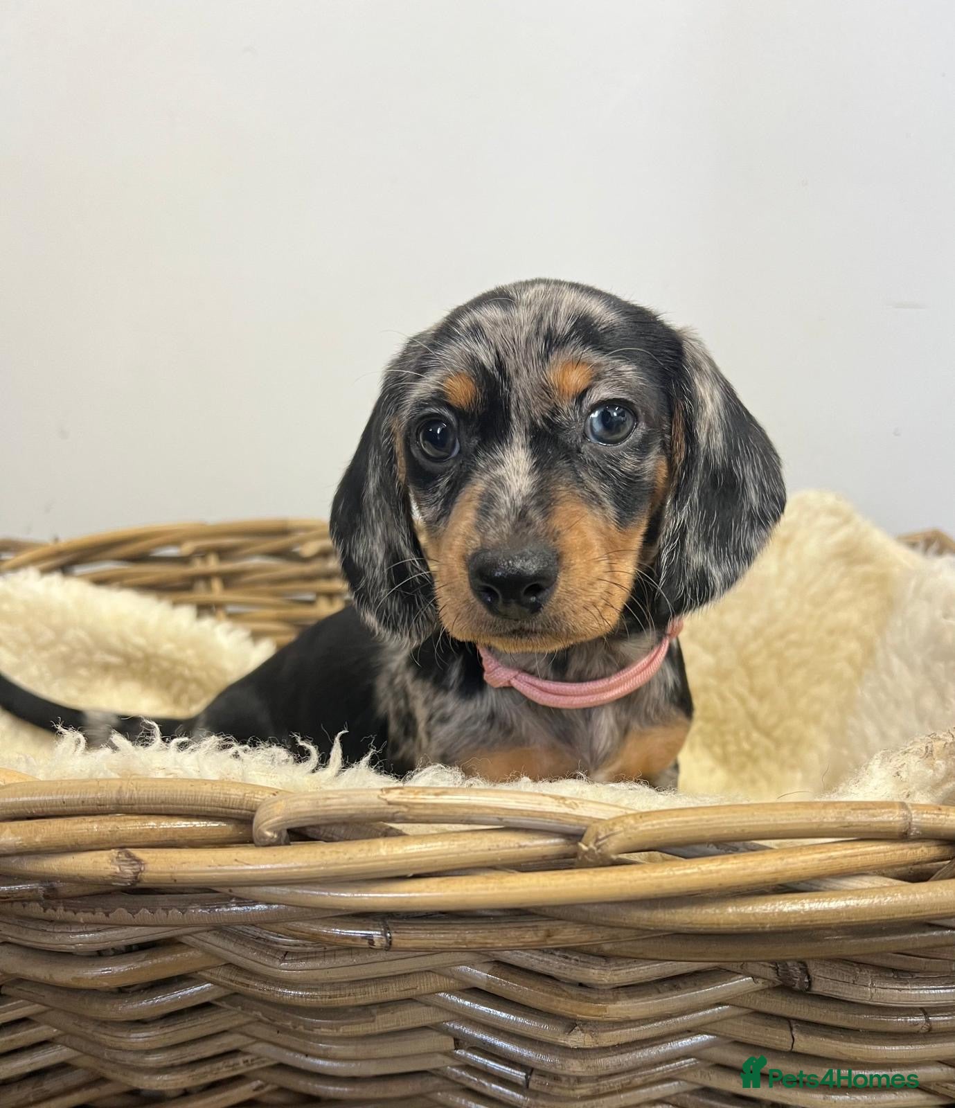 Miniature Dachshund dogs Miniature dachshunds ready for there new home - Advert 16