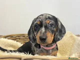 Miniature Dachshund dogs Miniature dachshunds ready for there new home - Advert 16