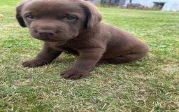 Labrador Retriever dogs for sale: Chunky Chocolate Labrador Puppies - Image 3